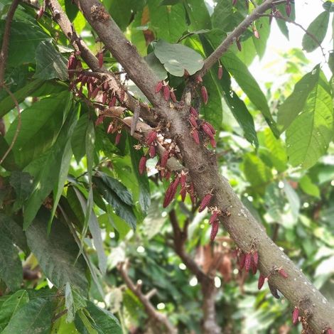 Hacienda San Jose - Cacao Tree