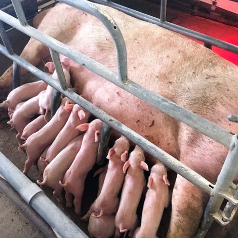 AGRA Destna - Livestock