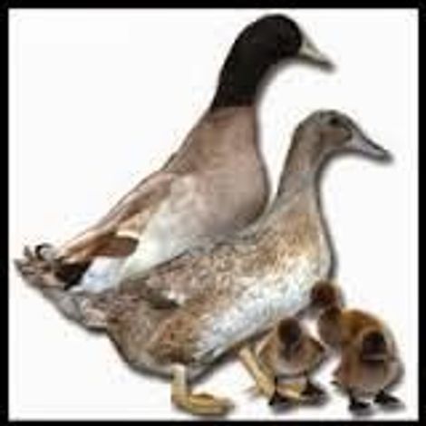 Pembekal Telur Itik Terengganu - Ducks