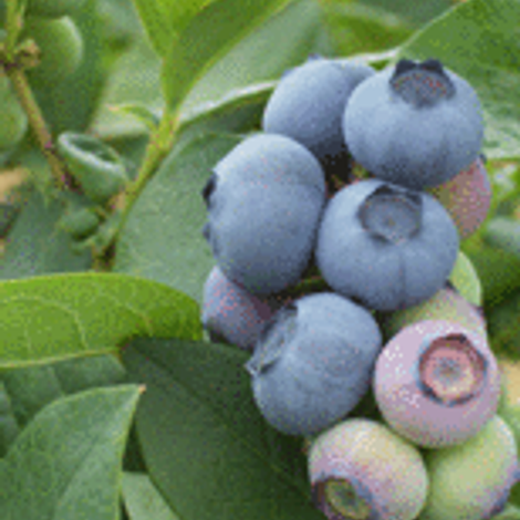 Mirtilusa - Sociedade de Produtores Horto-Frutícolas, Lda