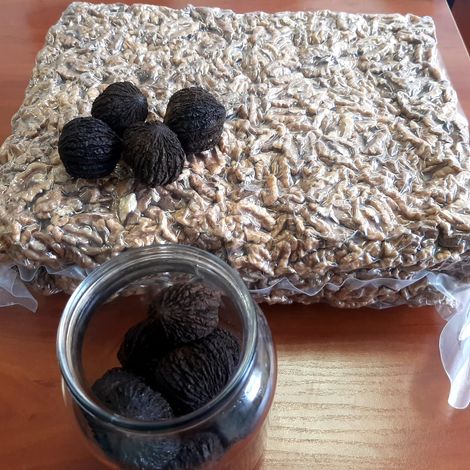 Black Walnut