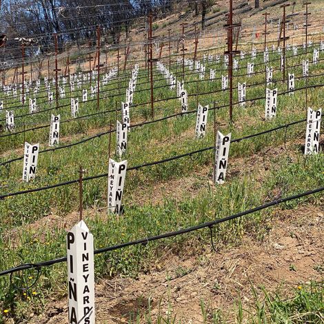 Davis Estates vineyards