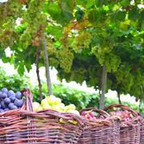 Fortaleza Vineyard 2.jpg