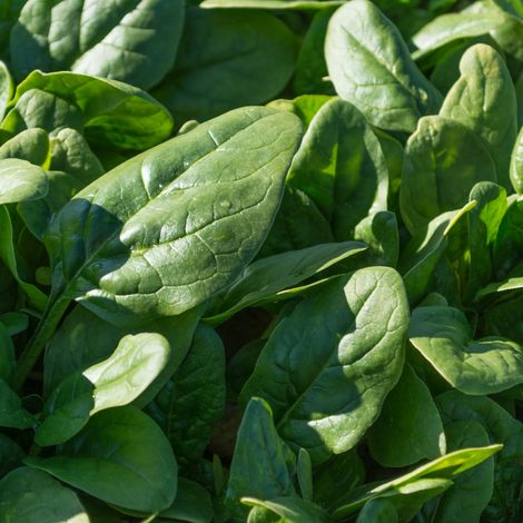 Our spinach