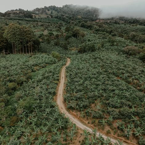 Coffee plantations