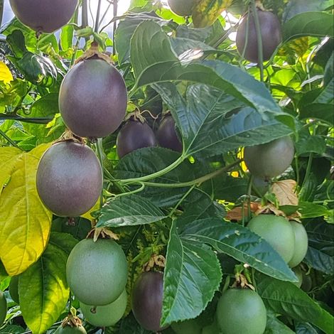 Passionfruit Growers Association - Plantation