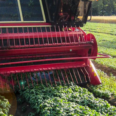 Parma Vivai - Basil Field
