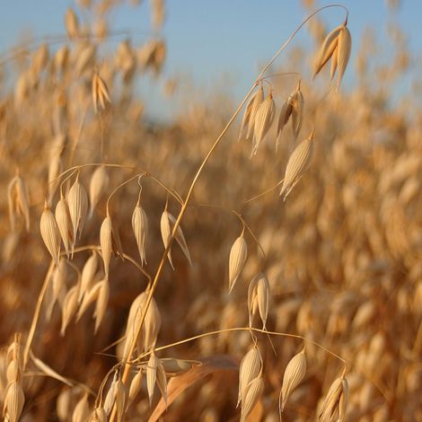 Oats-Icon-Large.jpg