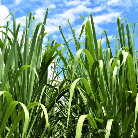 Ingenio Carmelita - Sugarcane