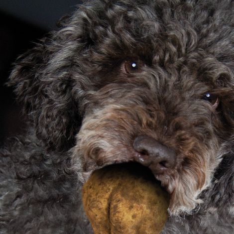 TRUFFLE HUNTING