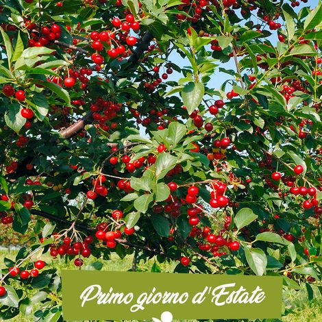 Naturitalia - Cherries