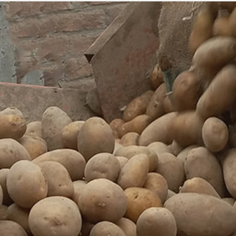 Potatoes are harvested from field and sorted according to our buyers demand and dispatched to processing facilty. Where in first step it is washed in drum to remove dust particles. Potatoes are washed in barrel washers which offer ideal washing solutions, ensuring crop is gently yet efficiently washed with throughout ranging from 5 tons per hour.