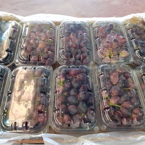 [Agrorizao]_[Grape]
