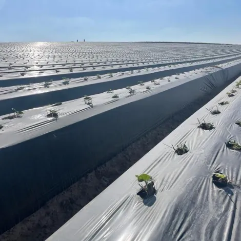 Berry People - Plantation