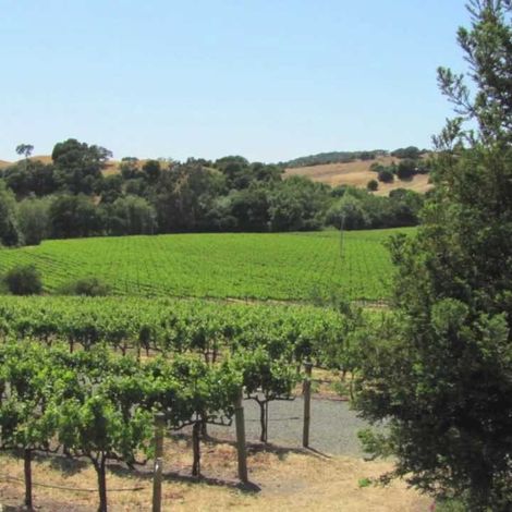 MM VINEYARDS 3.jpg