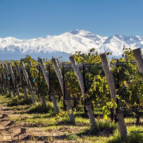 Falasco Wines