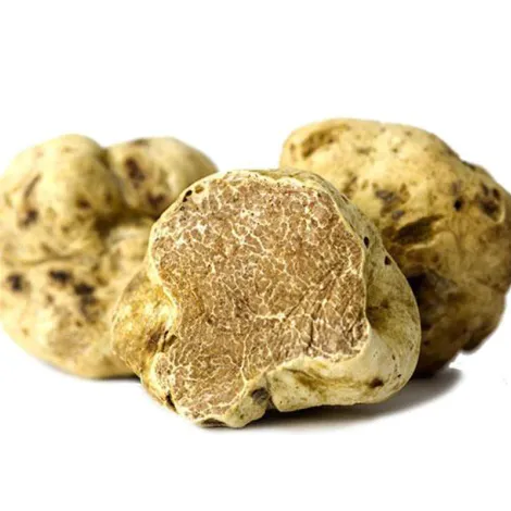 Sabatino North America, LLC