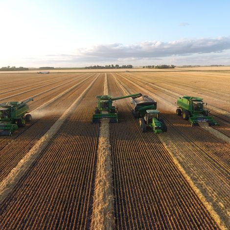 Local Canadian Oat Harvest