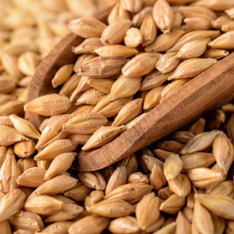 Barley
