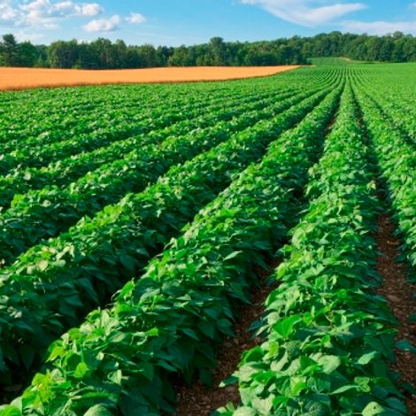 Advait Agrotech Private Limited