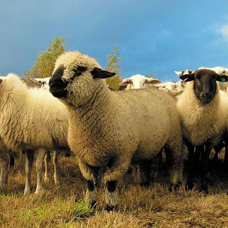 Weddel Swift Limited