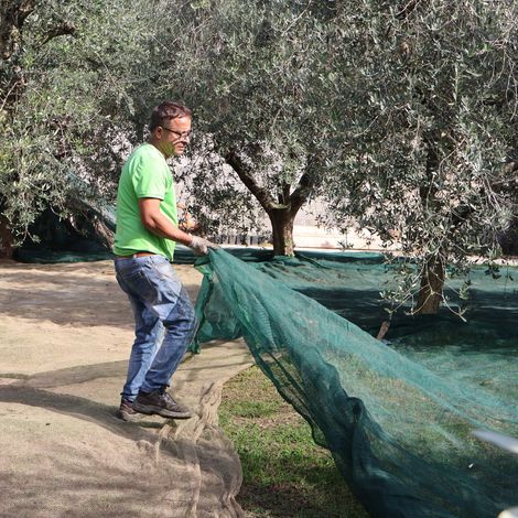 Olives Harvesting