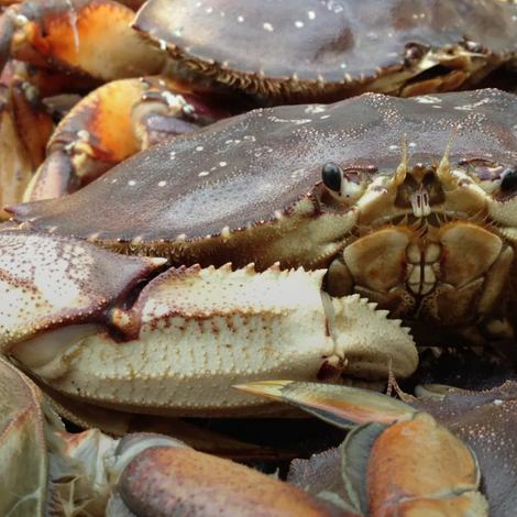 Boundary Fish Company, Inc.