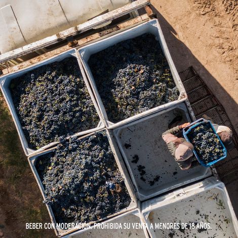 Bodega Luigi Bosca's grapes