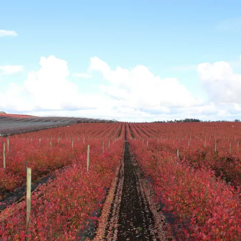 Frutos La Aguada S.A.