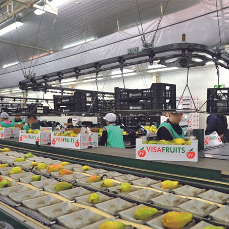 Visa Fruits SA - Production Area