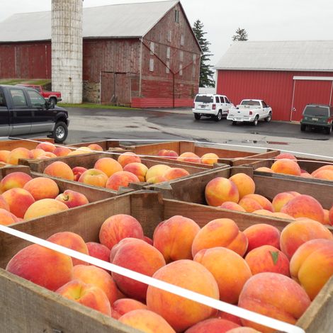 Bream Orchards LLC - Products
