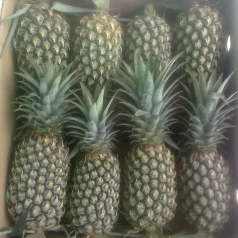 fruit-freeze-pineapple-sweet-and-delicious0-0615737001619597239.jpg.webp
