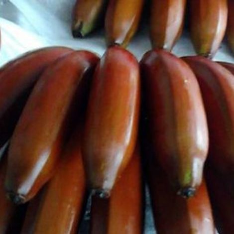 COMPAÑIA EXPORTADORA DEL SUR