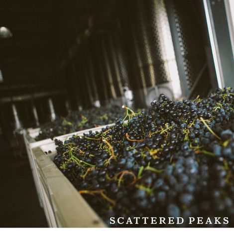 Scattered Peaks's grapes