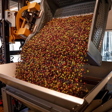 Our olives this harvest