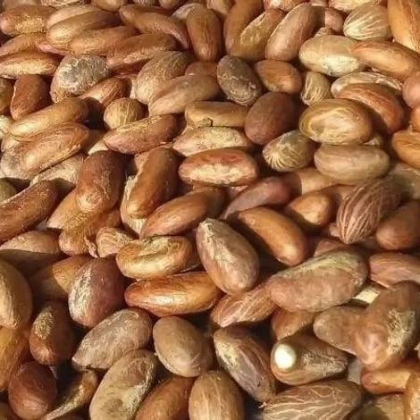 Bitter kola (Garcinia)