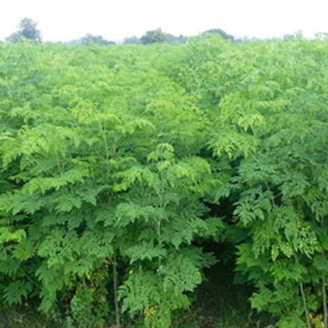 Tamdago Nig Ltd - Products