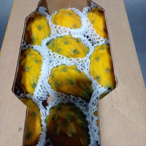 Yellow Pitahaya