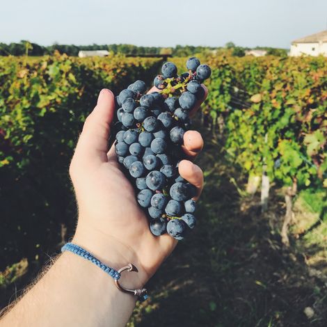 Château Haut la Greneière_Wines_Grapes