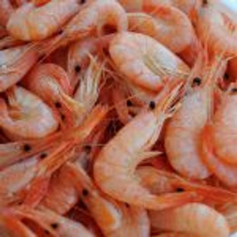 Shrimps-4-1-150x150.jpg