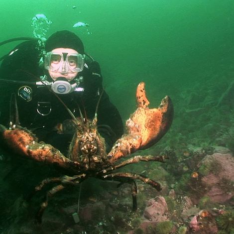 Do Lobster