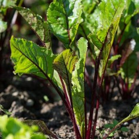 beetroot-red-beet-edge-1489131-phsu3anb1pvp4dn6bjxurzq2jp3jaci1m3yzs0acxs.jpg