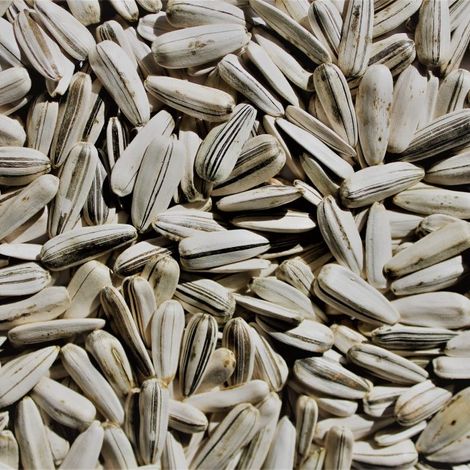 Sunflower seeds