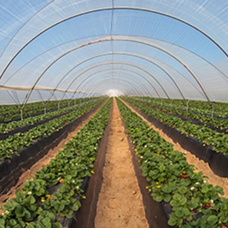 plantation