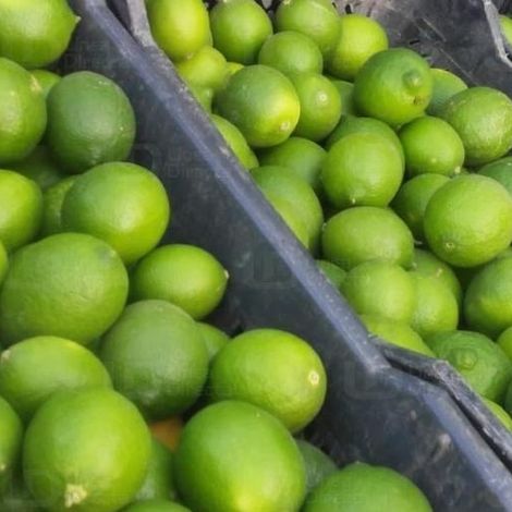 Lime (Persian Lime, seedless lime, bearss lime)