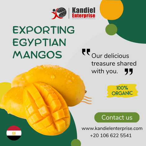 Exporting High-Quality Egyptian Fruits - All Varieties