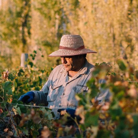 Graffigna_Wine_Vineyard