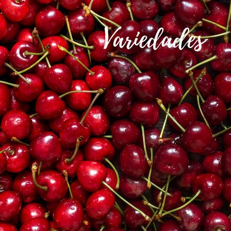 CIA Fru & Ver SL - Fruits