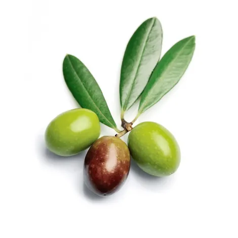 Olive Fruit