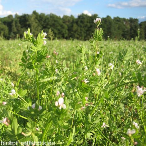 Organic Farm Rottstock